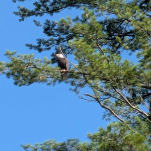 Conserve Wildlife Presents Birds of New Jersey