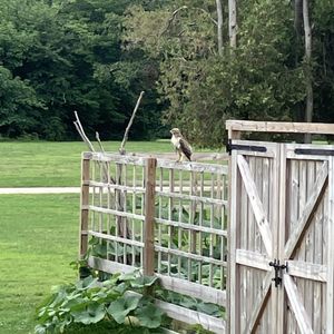 Birds of New Jersey Presented by Conserve Wildlife