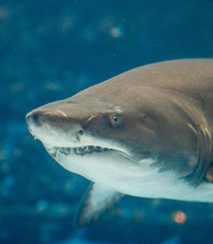 Individual Membership