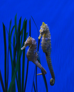 Gift Dual Membership