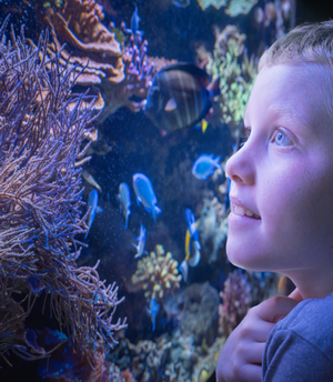 Family Plus Membership