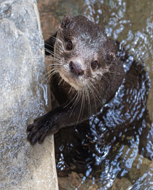 Gift Family Membership