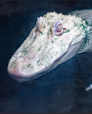 Gift Individual Membership