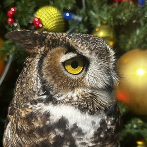 Holiday Raptor Experience: 11:00 AM-12:00 PM