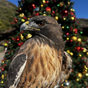 Holiday Raptor Experience: 1:00 PM-2:00 PM