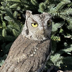 Holiday Raptor Experience: 3:00 PM-4:00 PM