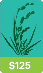 Wild Rye – Stewards in Bloom