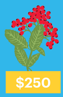 Toyon – Champions of the Canopy