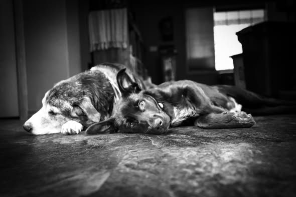 Edward Woods' Fundraiser