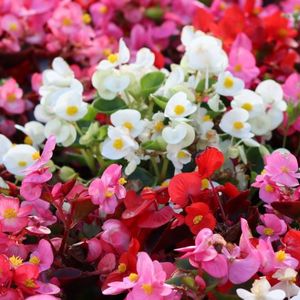 Mother's Day Flowers