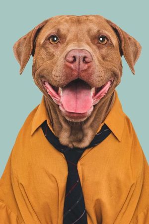 Top Dog Membership