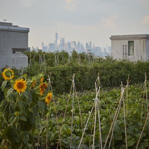 Individual Ticket(s)