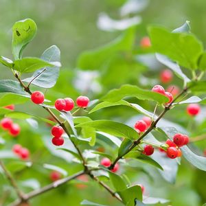 Winterberry Holly