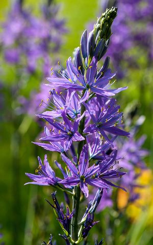 Camassia quamash 'Wild Hyacinth'