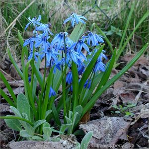 Scilla siberica 'Spring Beauty'