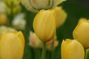 Tulipa 'Big Smile'