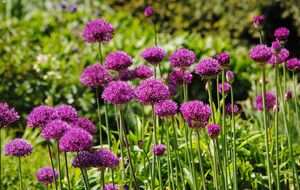 Allium 'Purple Sensation'