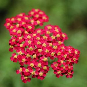 Paprika Yarrow