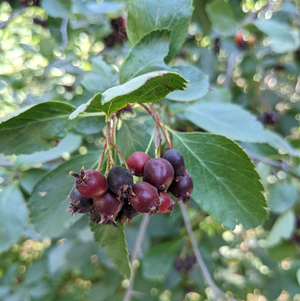 Allegheny Serviceberry