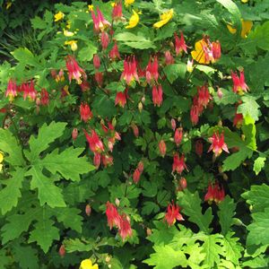 Eastern Red Columbine