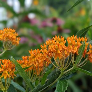 Butterfly Weed