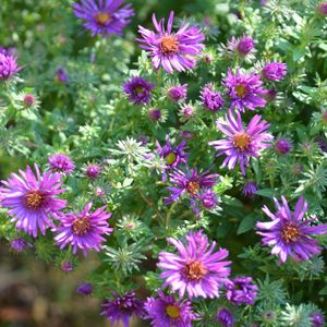 Purple Dome Aster