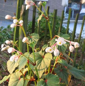 Hardy White Begonia
