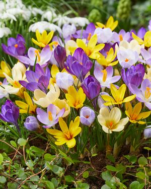 Crocus species mix