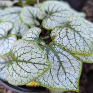 Jack Frost Brunnera