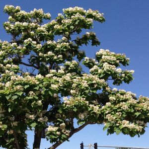 Northern Catalpa