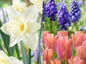 From Bulb to Bloom: Container Planting Workshop
