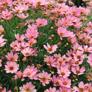 NOVA Sunstone Tickseed