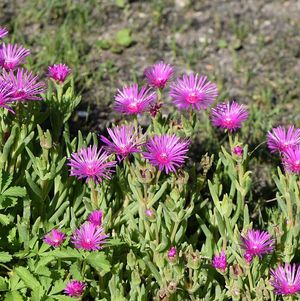 Hardy Ice Plant