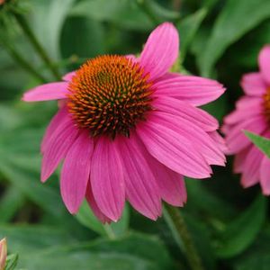 PowWow Wildberry Purple Coneflower