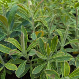 Ascot Rainbow Spurge