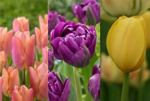 Extended Season Tulip Collection