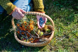 Foraging in Wilmington