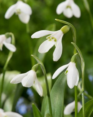 Galanthus woronowii 'Green Snowdrop'