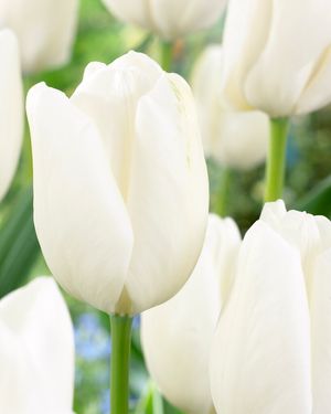 Tulipa 'Hakuun' (White Cloud)