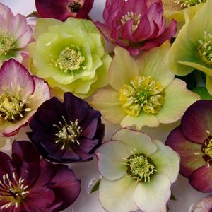 Brandywine Hybrids Lenten Rose