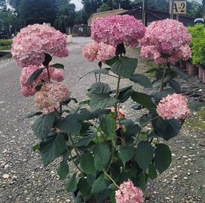 Invincibelle Spirit II Smooth Hydrangea