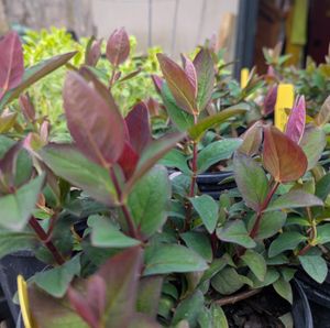 Albury Purple St John's Wort