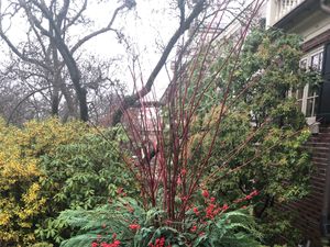 Winter Greenery Sale