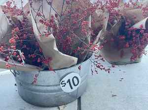 Members Preview: Greenery Sale