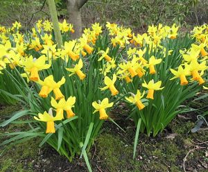 Narcissi 'Jetfire'