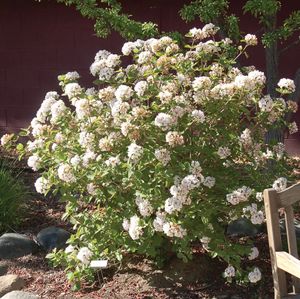 Koreanspice Viburnum