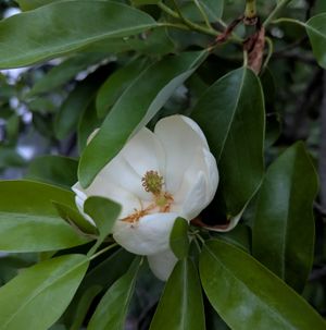 Sweetbay Magnolia