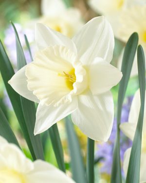 Narcissi 'Mount Hood'