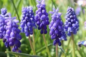 Muscari armeniacum 'Grape Hyacinth'