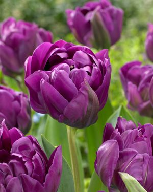 Tulipa 'Double Negrita'